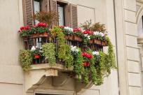 Które rośliny balkonowe są łatwe w uprawie?